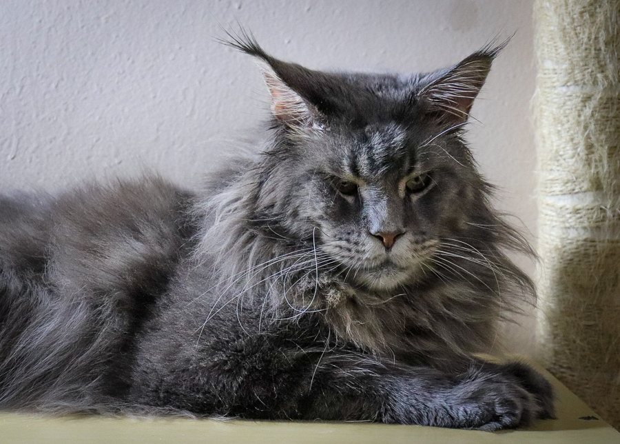 maine coon